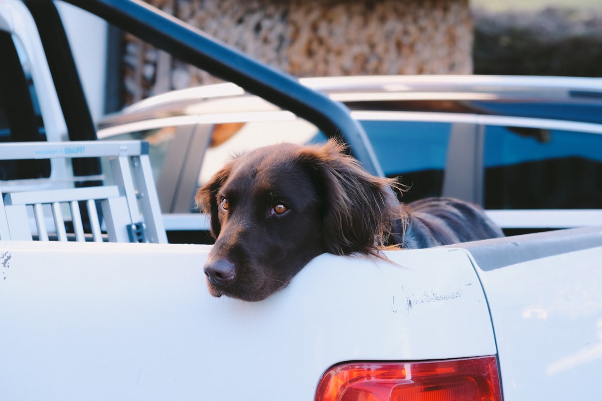 Dog on white truck related to Dog Ramps for Beds: Enhance Your Pet's Comfort