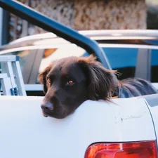 Dog on white truck related to Dog Ramps for Beds: Enhance Your Pet's Comfort