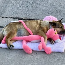 Dog sleeping on pink pillow, hugging pink panther toy. related to The Ultimate Guide to Choosing the Perfect Girl Dog Beds