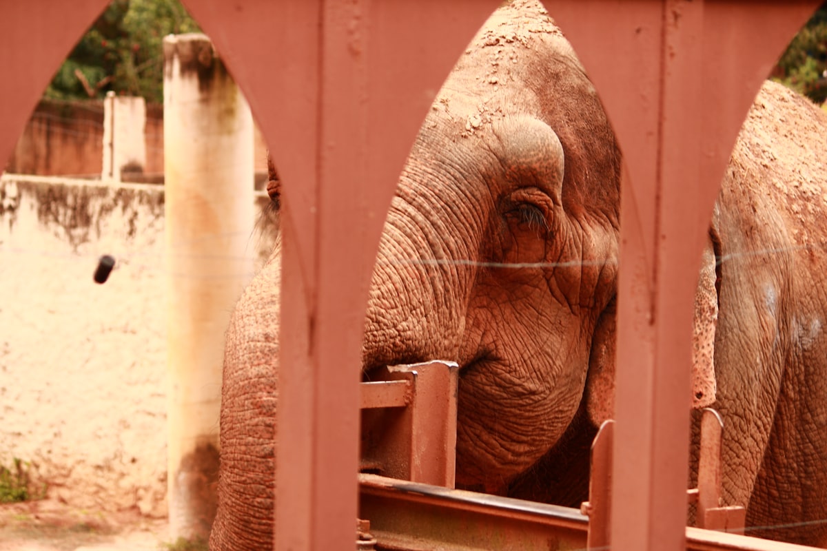 Elephant in Zoo related to Creating a Dreamy Nursery with Pink and Gray Elephant Crib Bedding