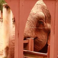 Elephant in Zoo related to Creating a Dreamy Nursery with Pink and Gray Elephant Crib Bedding