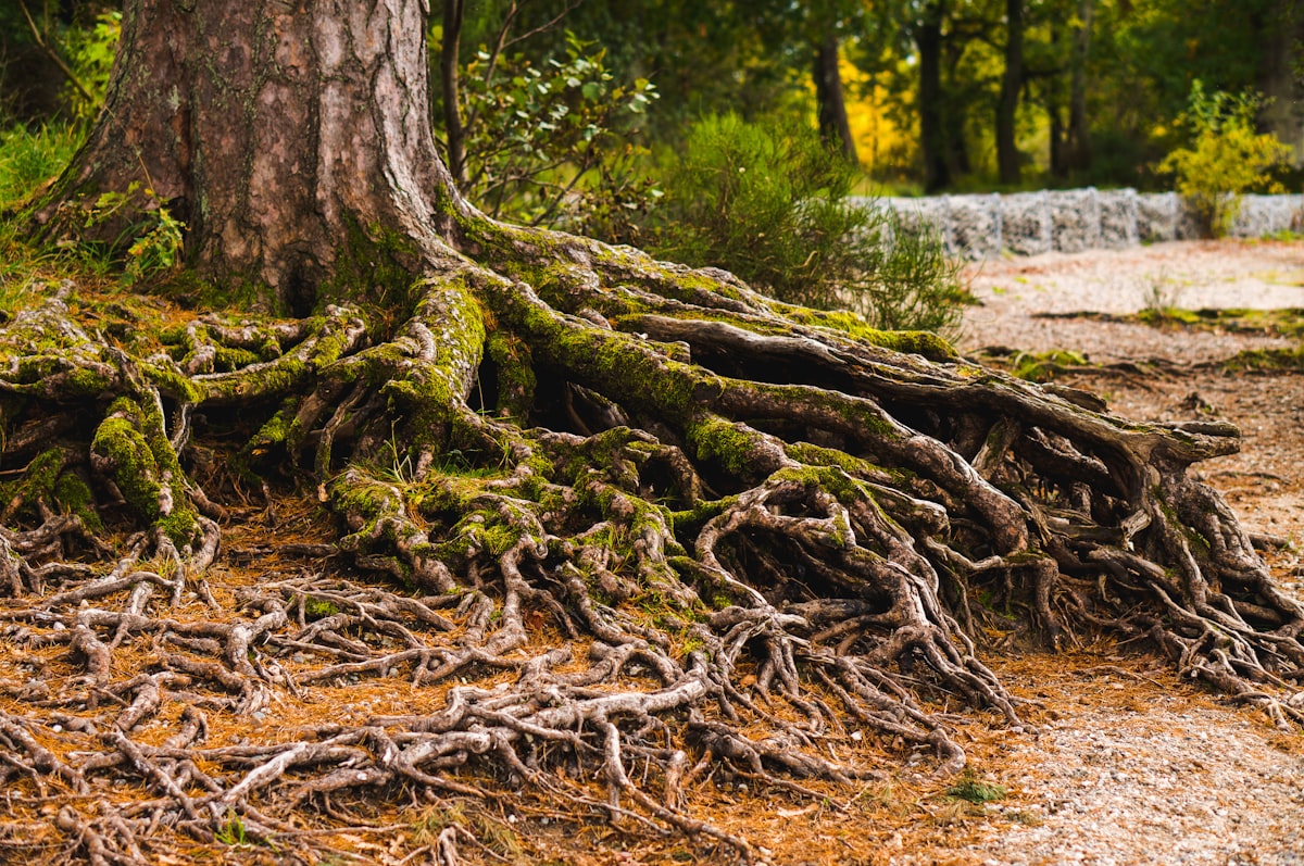 Exposed tree roots related to Portlanders Discover Ancient Roots in South Park