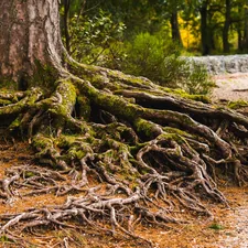 Exposed tree roots related to Portlanders Discover Ancient Roots in South Park