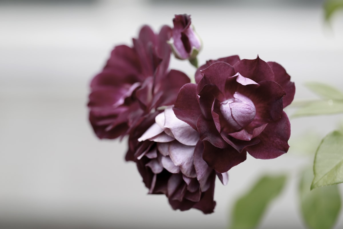 Faded roses related to Wine Colored Valances: Elegance and Sophistication for Your Home