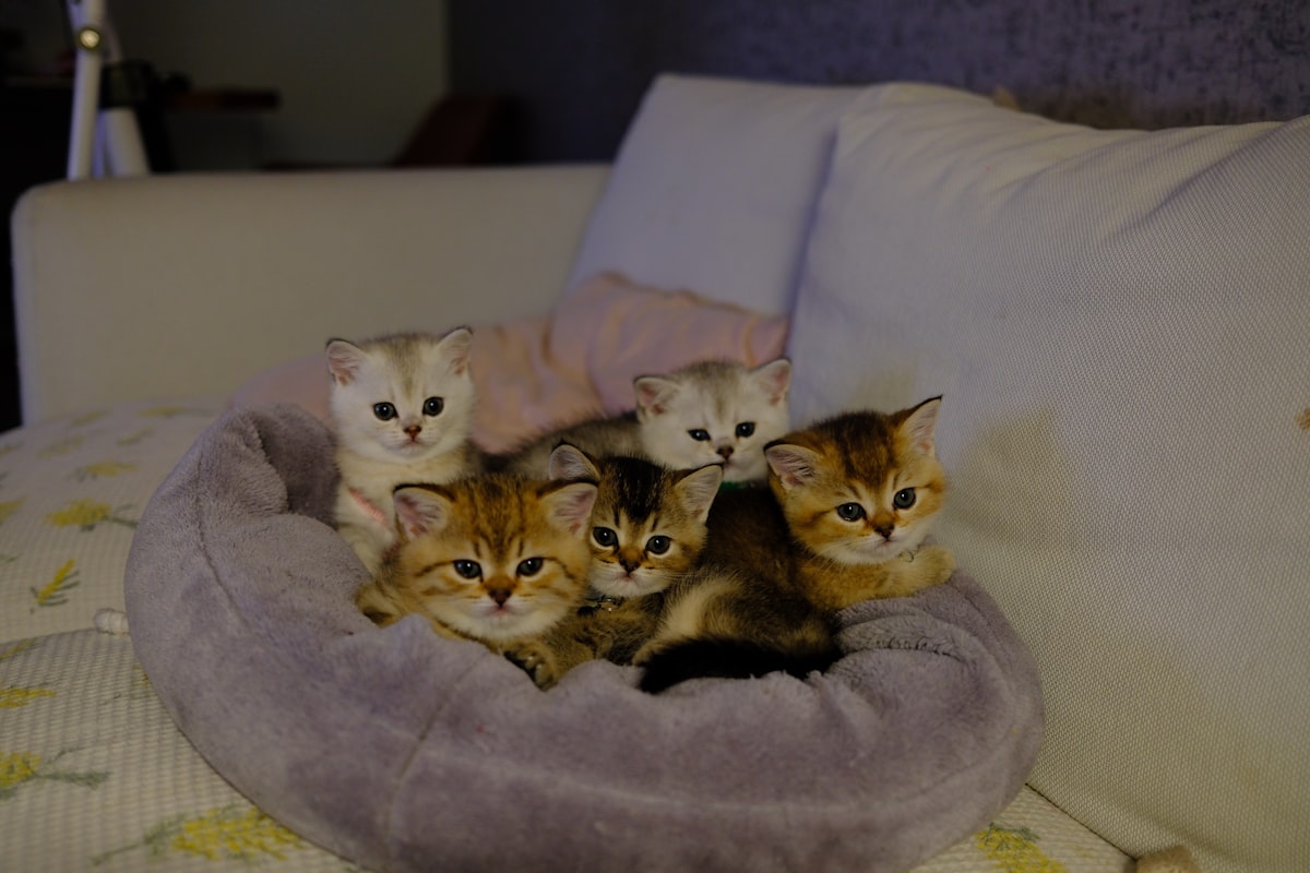 Five adorable kittens nestled in a soft bed. related to The Ultimate Guide to Ensuring Your Baby Sleeps Safely in Bed