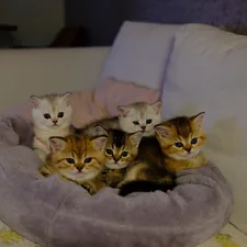 Five adorable kittens nestled in a soft bed. related to The Ultimate Guide to Ensuring Your Baby Sleeps Safely in Bed