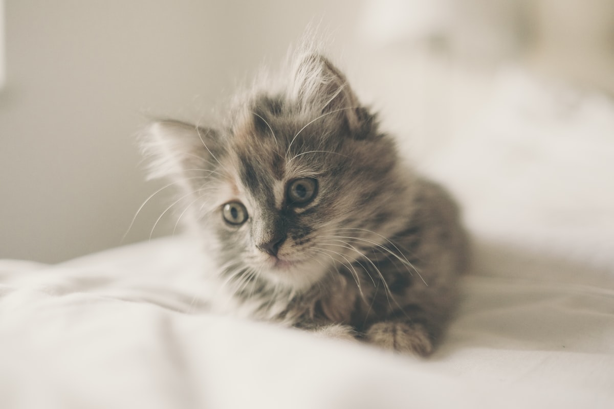 Fluffy kitten related to Transform Your Kitten's Sleep Space with the Perfect Bedding Set