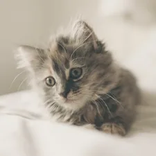 Fluffy kitten related to Transform Your Kitten's Sleep Space with the Perfect Bedding Set