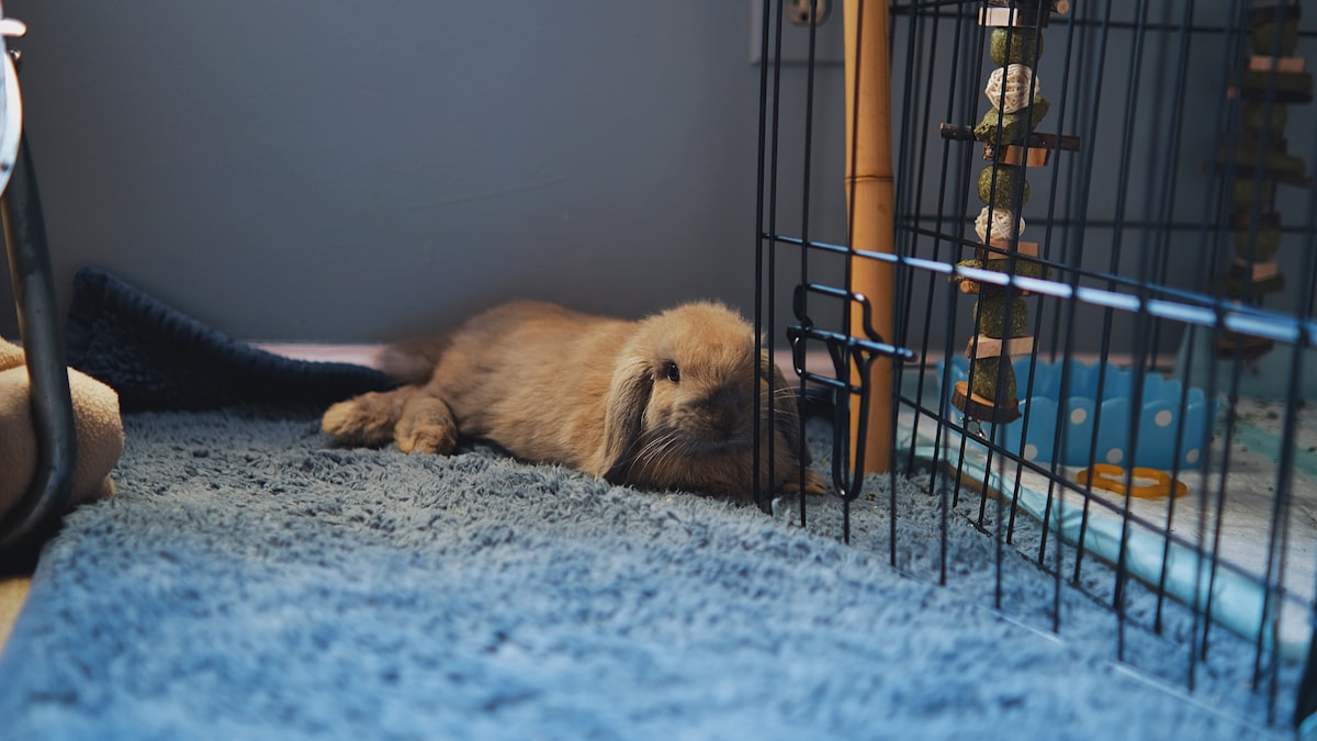Free-roamed blue tort holland lop rabbit lying down on blue carpet with bamboo pole and rabbit chew toys in background. related to Pawsome Slumber: Elevating Your Dog's Crate Bed Experience
