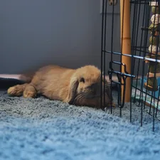 Free-roamed blue tort holland lop rabbit lying down on blue carpet with bamboo pole and rabbit chew toys in background. related to Pawsome Slumber: Elevating Your Dog's Crate Bed Experience