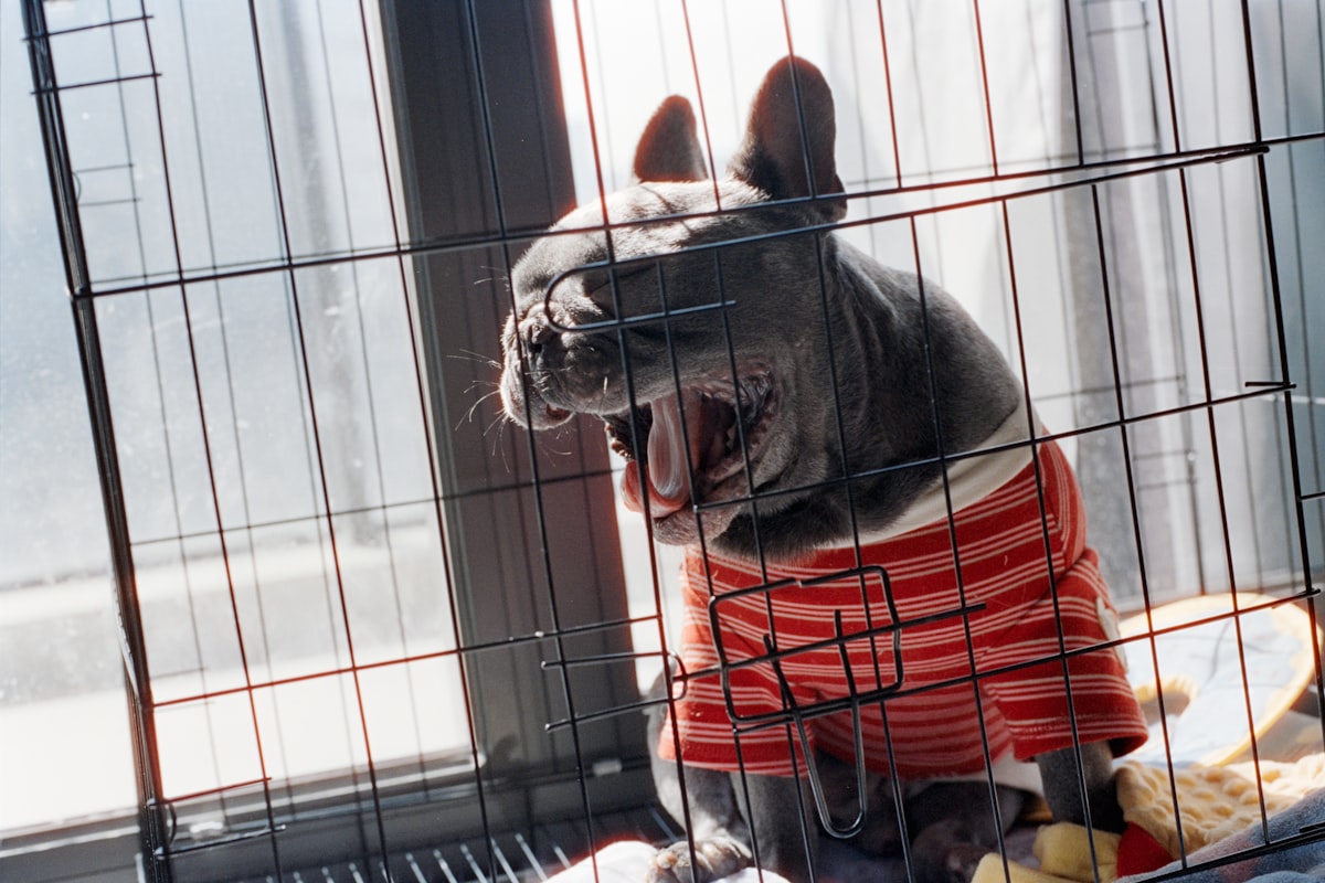 French bulldog in striped shirt yawns in crate related to Choosing the Perfect Dog Crate Bed: Comfort, Style, and Durability for Your Pet