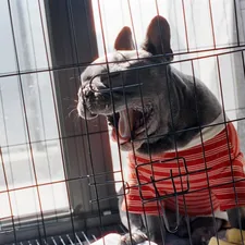 French bulldog in striped shirt yawns in crate related to Choosing the Perfect Dog Crate Bed: Comfort, Style, and Durability for Your Pet