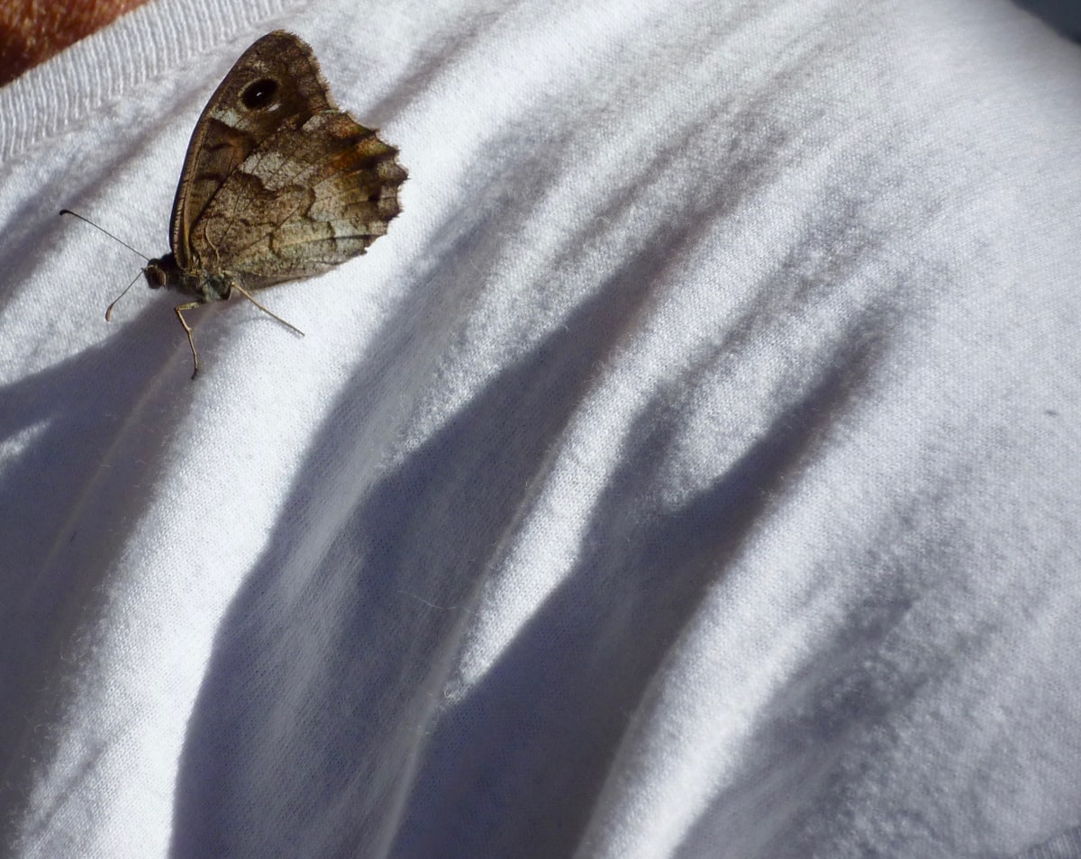 Friendly butterfly related to The Delight of Colors: Unveiling Butterfly Crib Bedding Set