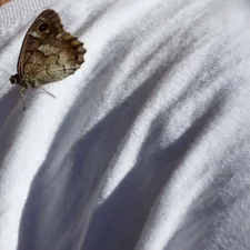 Friendly butterfly related to The Delight of Colors: Unveiling Butterfly Crib Bedding Set