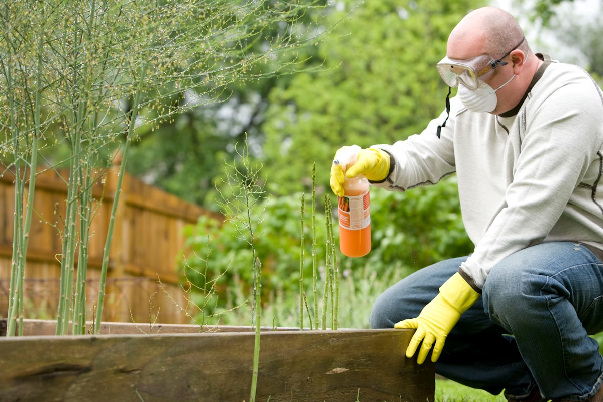 Gardening is a very beneficial activity, not only for the environment, but for those who partake in this exercise. After properly reading the instructions, this man was in the process of applying pesticide spray to his raised-bed home garden. related to The Chemical Arsenal Against Bed Bugs: A Comprehensive Guide