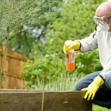 Gardening is a very beneficial activity, not only for the environment, but for those who partake in this exercise. After properly reading the instructions, this man was in the process of applying pesticide spray to his raised-bed home garden. related to The Chemical Arsenal Against Bed Bugs: A Comprehensive Guide