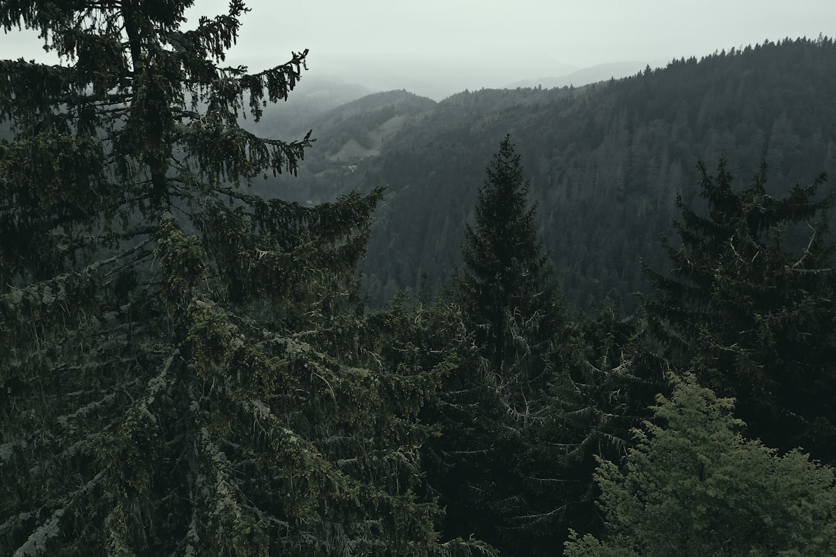 Germany, Black Forest (location next to Freiburg) 

Enjoy the view and this unique nature! related to Discover the Charm of Black Forest Bed and Breakfast