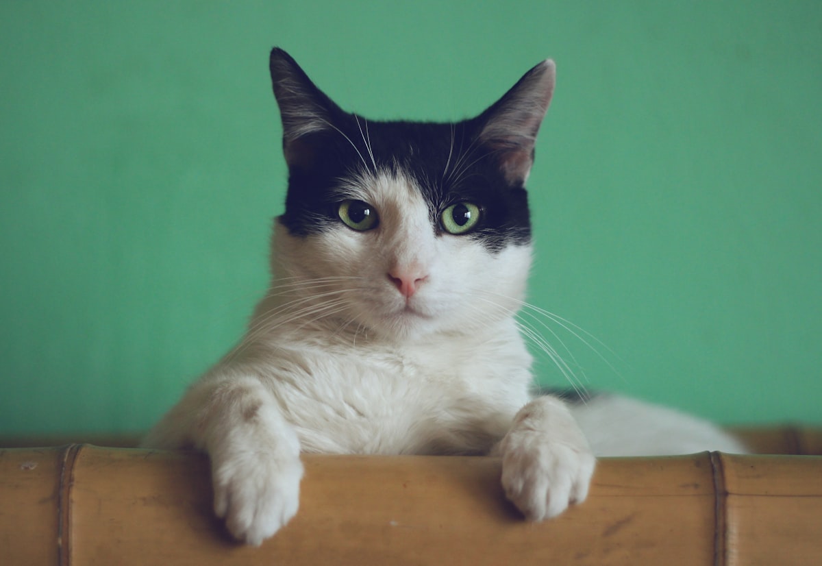 Gipsy the Cat was sitting on a bookshelf one afternoon and just stared right at me, kinda saying: “Will you take a picture already?” related to The Ultimate Guide to Cat Bunk Beds