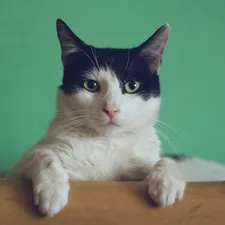 Gipsy the Cat was sitting on a bookshelf one afternoon and just stared right at me, kinda saying: “Will you take a picture already?” related to The Ultimate Guide to Cat Bunk Beds