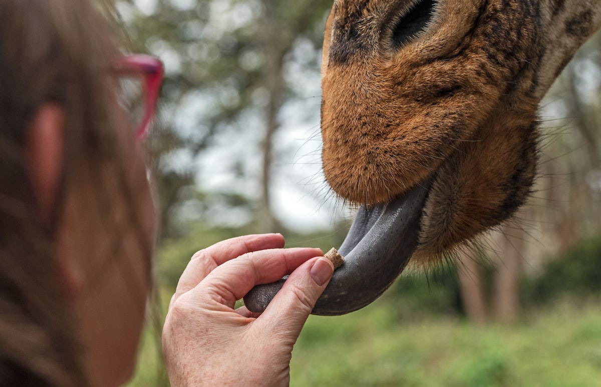Giraffe tongue. My sister feeding a giraffe at the giraffe sanctuary in Nairobi Kenya. related to Add a Wild Touch with Animal Print Valances