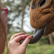 Giraffe tongue. My sister feeding a giraffe at the giraffe sanctuary in Nairobi Kenya. related to Add a Wild Touch with Animal Print Valances