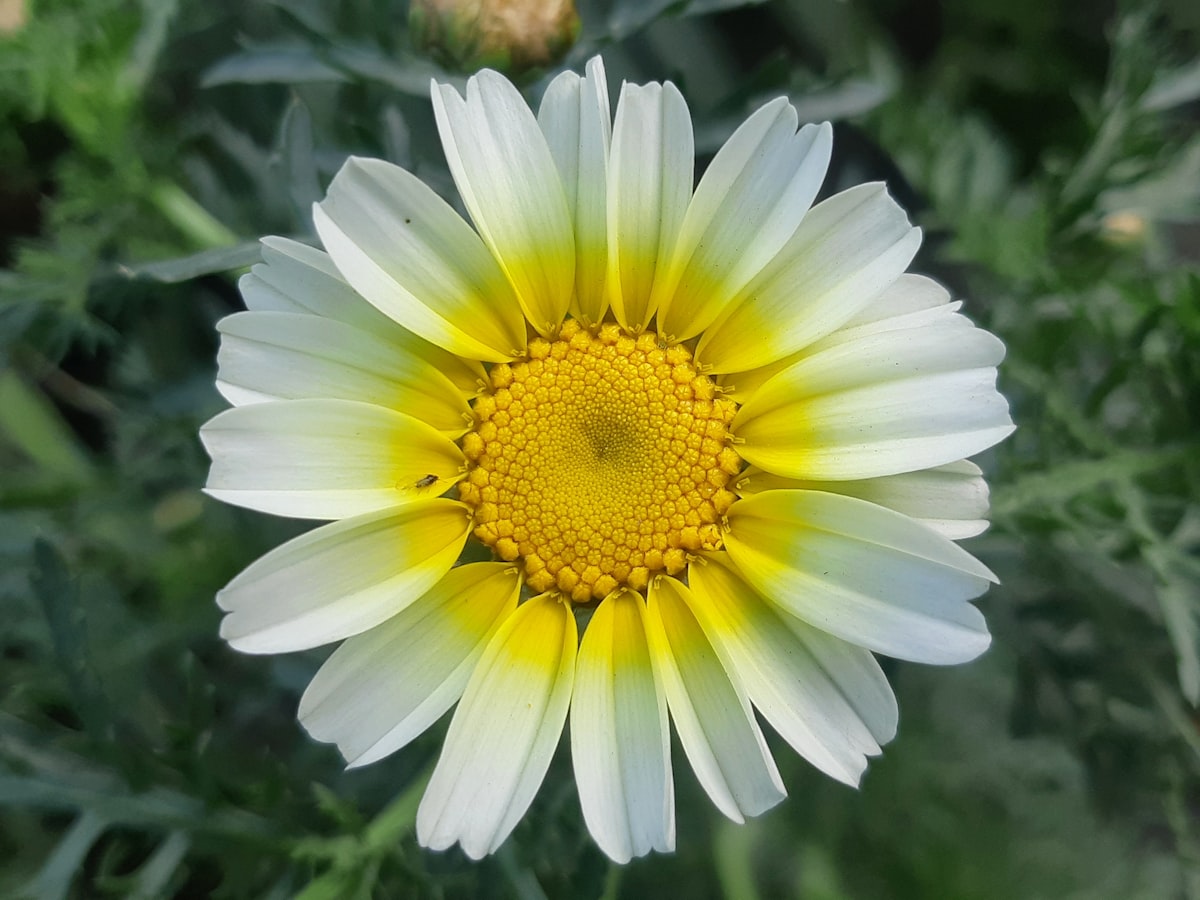 Glebionis coronaria flower related to Unique Flower Bed Ideas for a Beautiful Garden Home