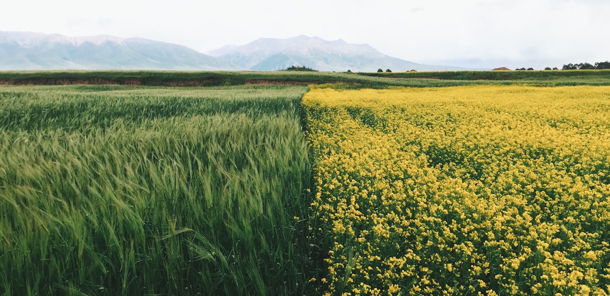 Green and yellow fields related to Understanding the Key Differences: Full vs Queen Bed