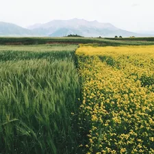 Green and yellow fields related to Understanding the Key Differences: Full vs Queen Bed