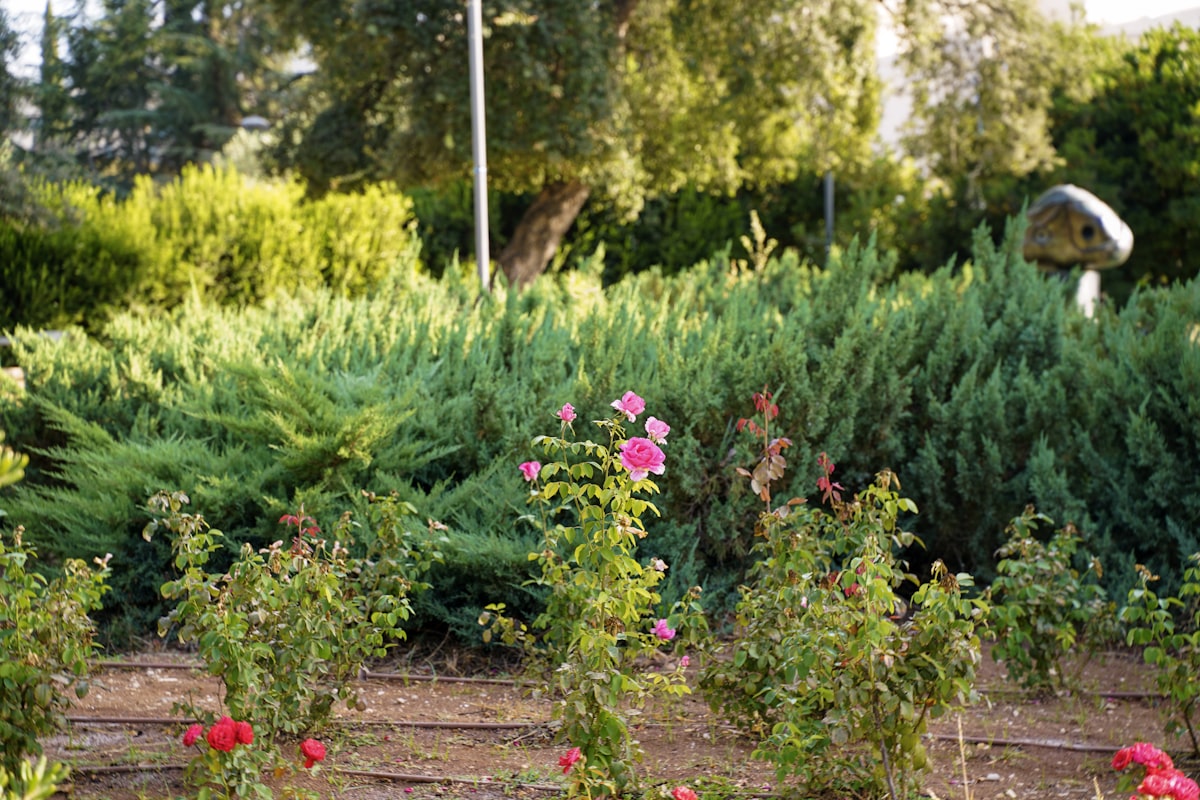 Green bushes and pink roses in a garden related to Efficient Gardening with Drip Irrigation for Raised Beds