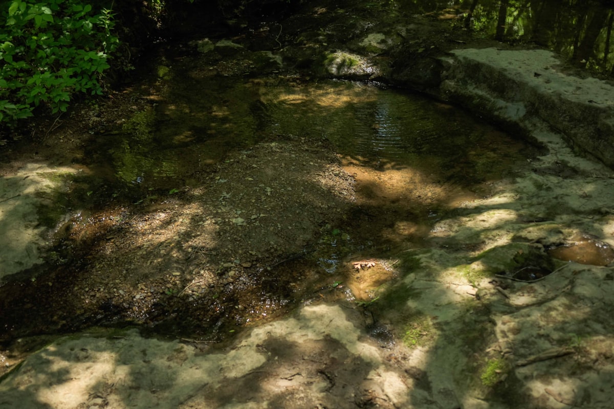 green grass on brown soil related to Transforming Dry Creek Beds into Beautiful Landscapes