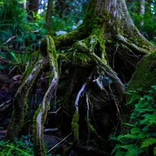 green leafed tree related to Portlanders Discover Ancient Roots in South Park