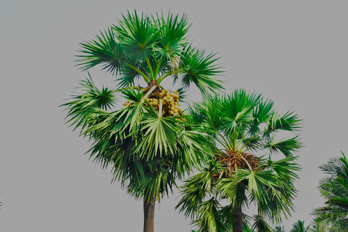green palm tree under gray sky related to Elegant Palm Tree Valances