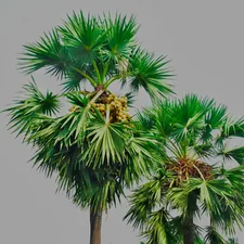 green palm tree under gray sky related to Elegant Palm Tree Valances