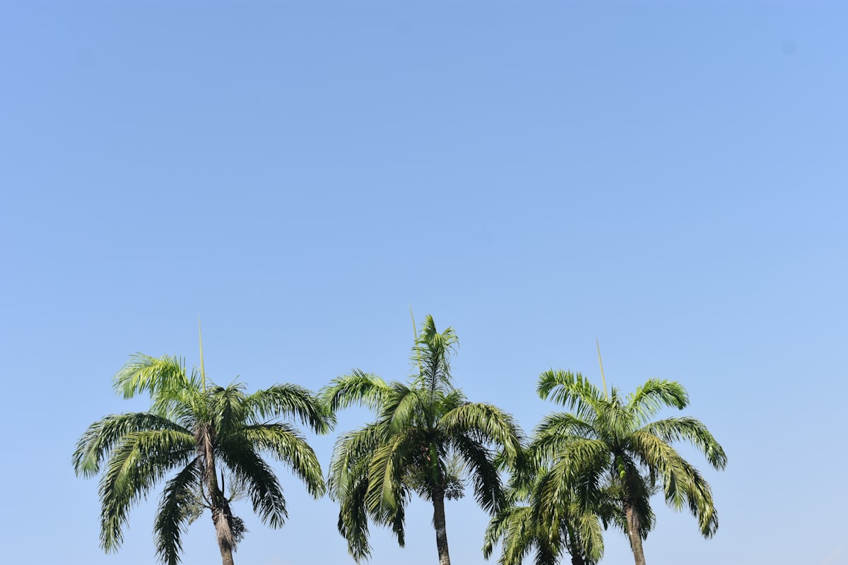 green palm trees related to Elegant Palm Tree Valances