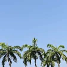 green palm trees related to Elegant Palm Tree Valances