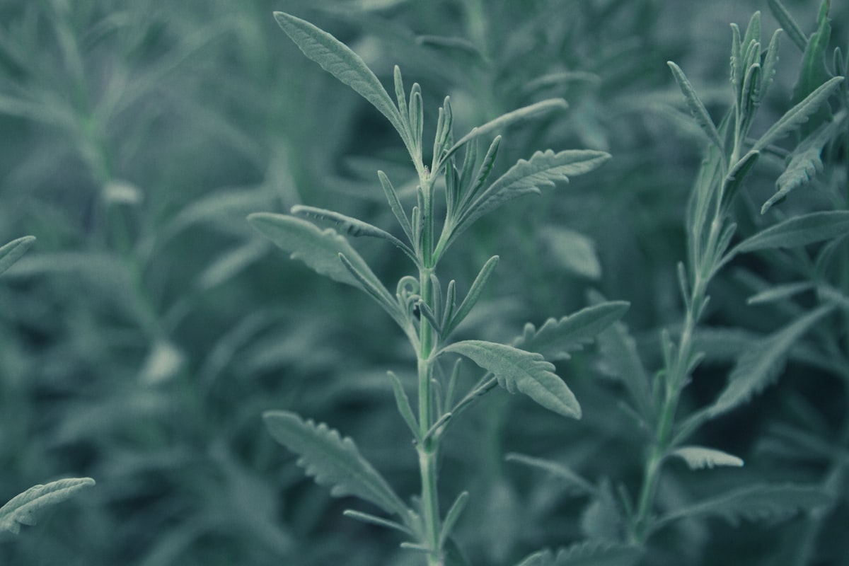 green plant in close up photography related to Sage Green Valances: A Comprehensive Guide