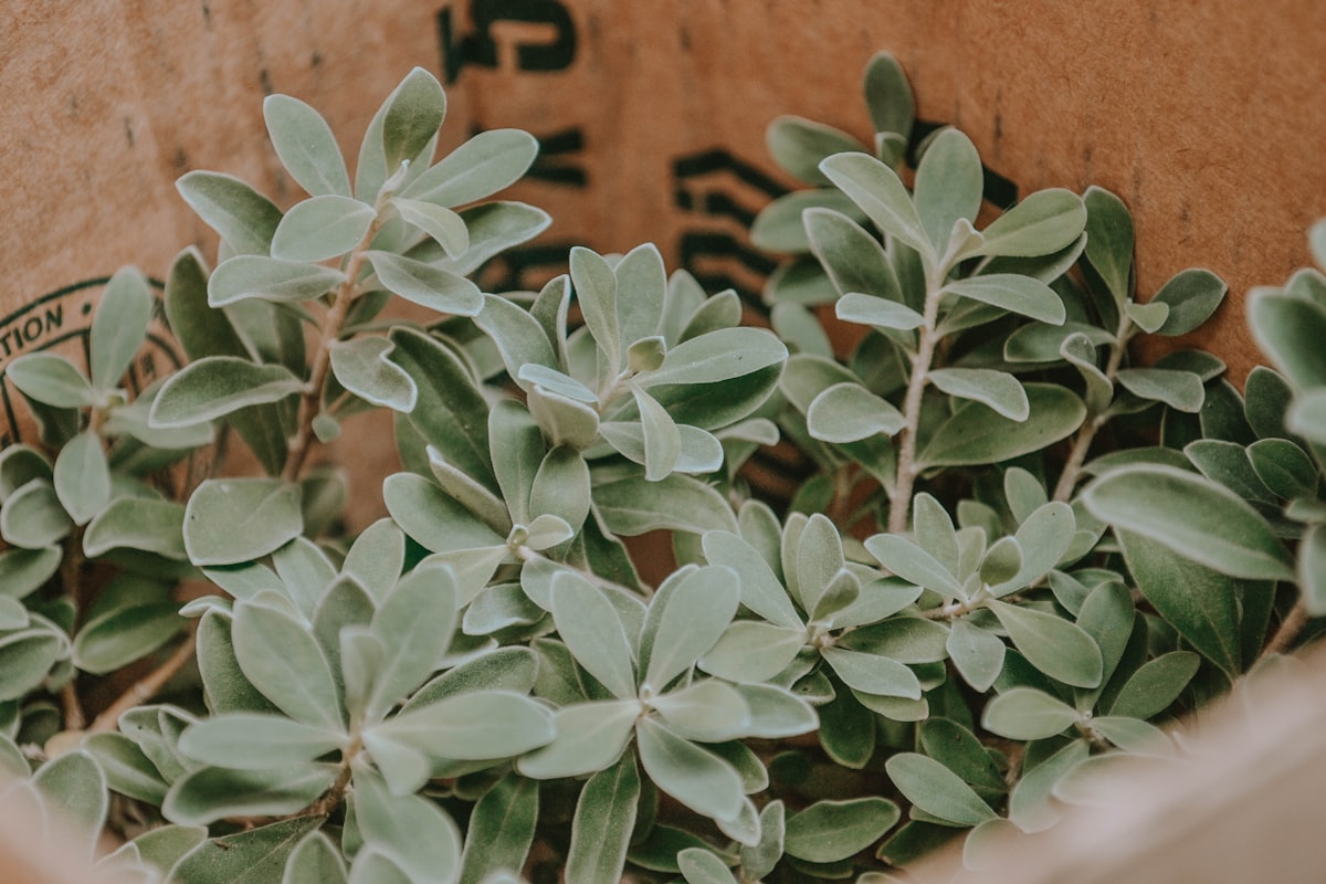 green plant on brown clay pot related to Sage Green Valances: A Comprehensive Guide