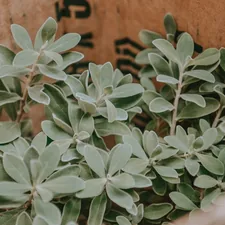 green plant on brown clay pot related to Sage Green Valances: A Comprehensive Guide