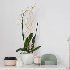 green potted plant on table related to Elevate Your Home Decor with the Trendy Swag Valance Pattern