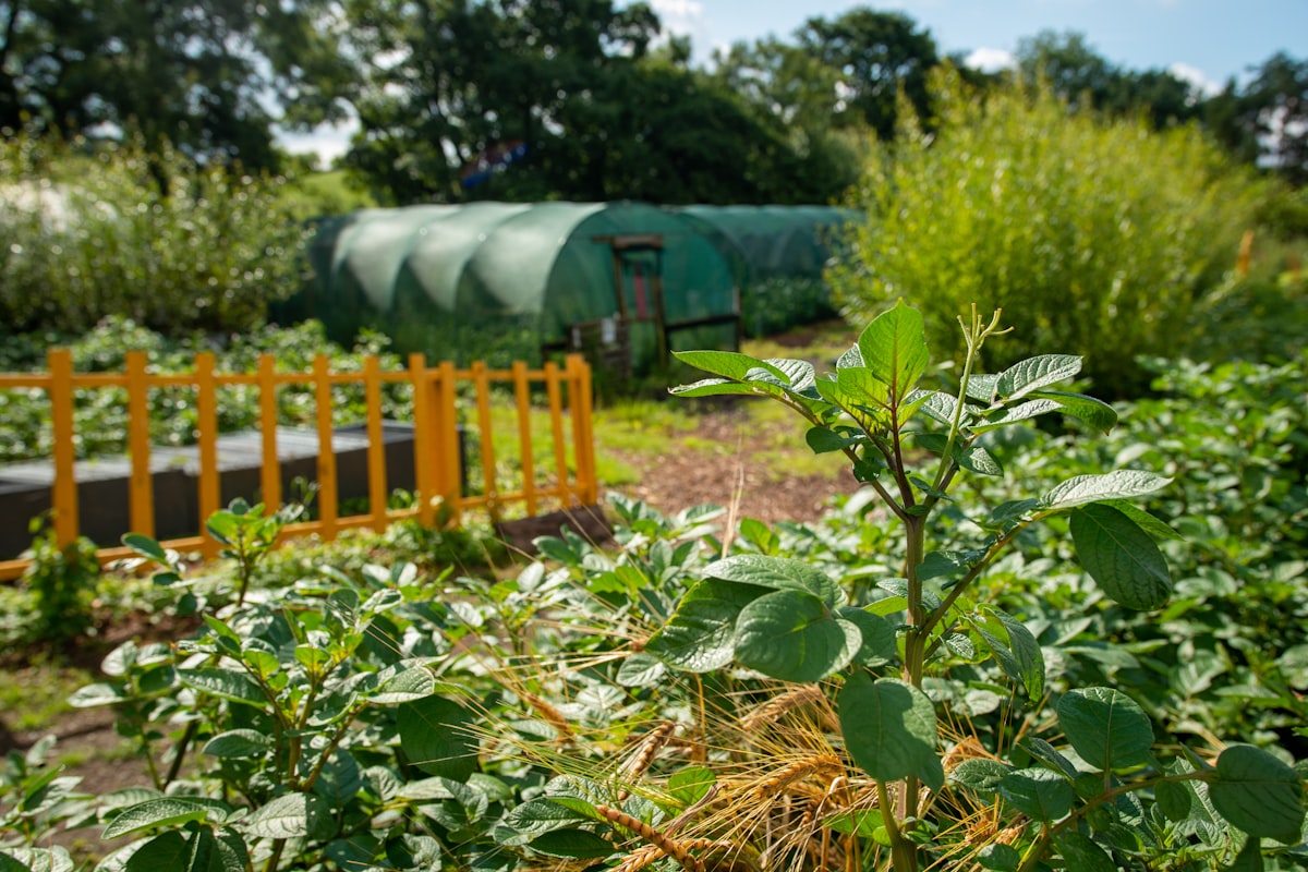 Greenhouses and garden beds in a sunny field related to Transform Your Garden with Corrugated Metal Beds: A Modern Solution