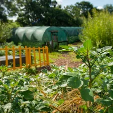 Greenhouses and garden beds in a sunny field related to Transform Your Garden with Corrugated Metal Beds: A Modern Solution