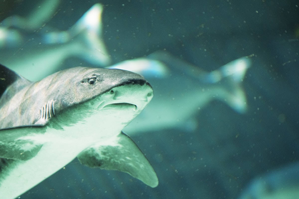 grey and white shark underwater related to Dive into Comfort: The Best Shark Bedding for Full-Sized Beds
