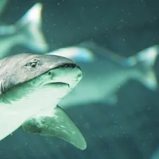 grey and white shark underwater related to Dive into Comfort: The Best Shark Bedding for Full-Sized Beds