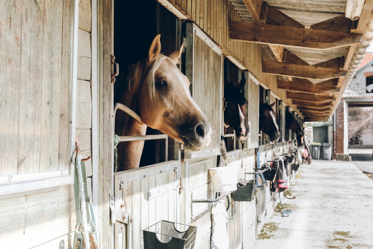 group of horse inside wooden cage during daytime related to The Benefits and Versatility of Horse Bedding Pellets