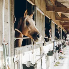 group of horse inside wooden cage during daytime related to The Benefits and Versatility of Horse Bedding Pellets