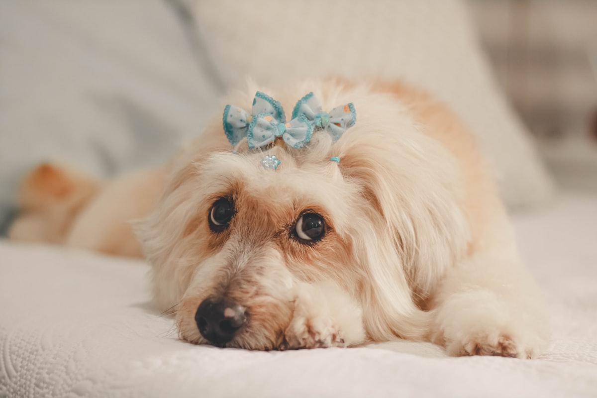 happy cute white dog  related to Pawsome Snoozing: The Ultimate Guide to Princess Dog Bed