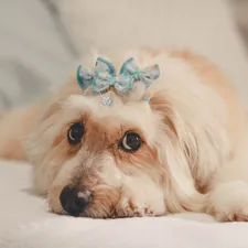 happy cute white dog  related to Pawsome Snoozing: The Ultimate Guide to Princess Dog Bed