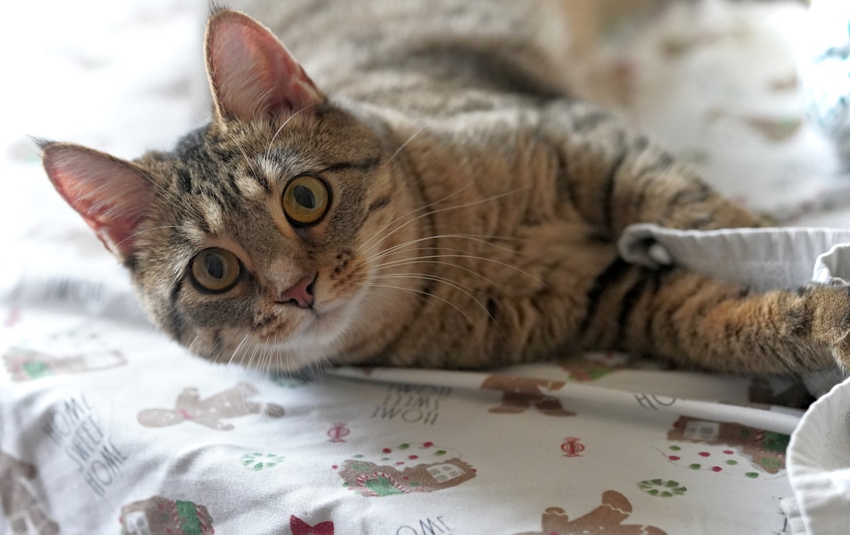 Hi, my name is Ari, short for Ariana Grande, because I purr a lot. My breed is Domestic Short-Hair mixed with Tiger. Apparently, in Britain, I'm also called a Moggie. Follow us on Instagram @ari.cat.billi. Or https://www.instagram.com/ari.cat.billi/ related to Purrfect Slumber: A Guide to Cat Bed Sheets