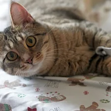 Hi, my name is Ari, short for Ariana Grande, because I purr a lot. My breed is Domestic Short-Hair mixed with Tiger. Apparently, in Britain, I'm also called a Moggie. Follow us on Instagram @ari.cat.billi. Or https://www.instagram.com/ari.cat.billi/ related to Purrfect Slumber: A Guide to Cat Bed Sheets