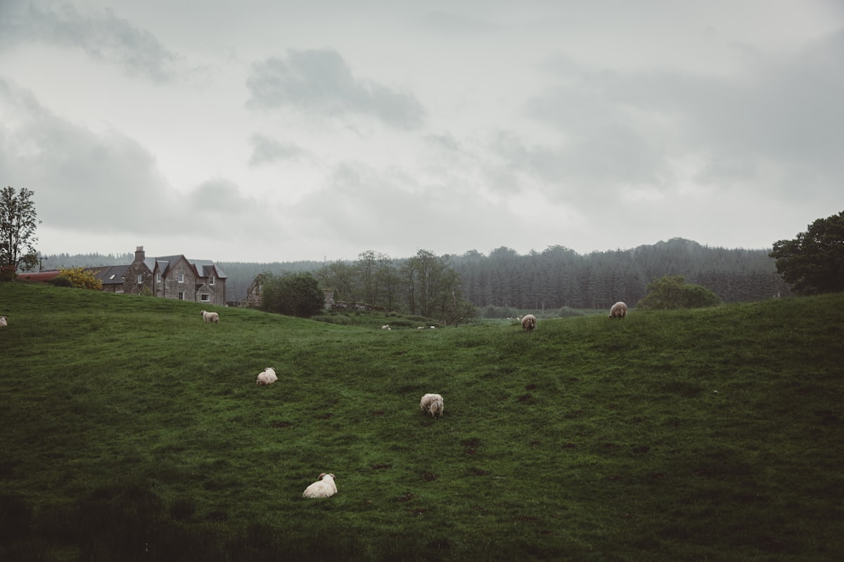 Highland sheep grazing related to Embrace the Country Charm with Exquisite Country Quilt Bedding Sets